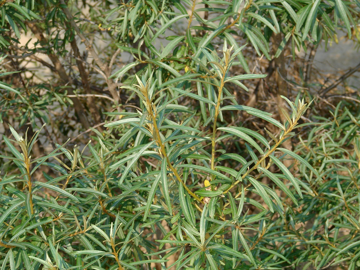 Изображение особи Hippophae rhamnoides.
