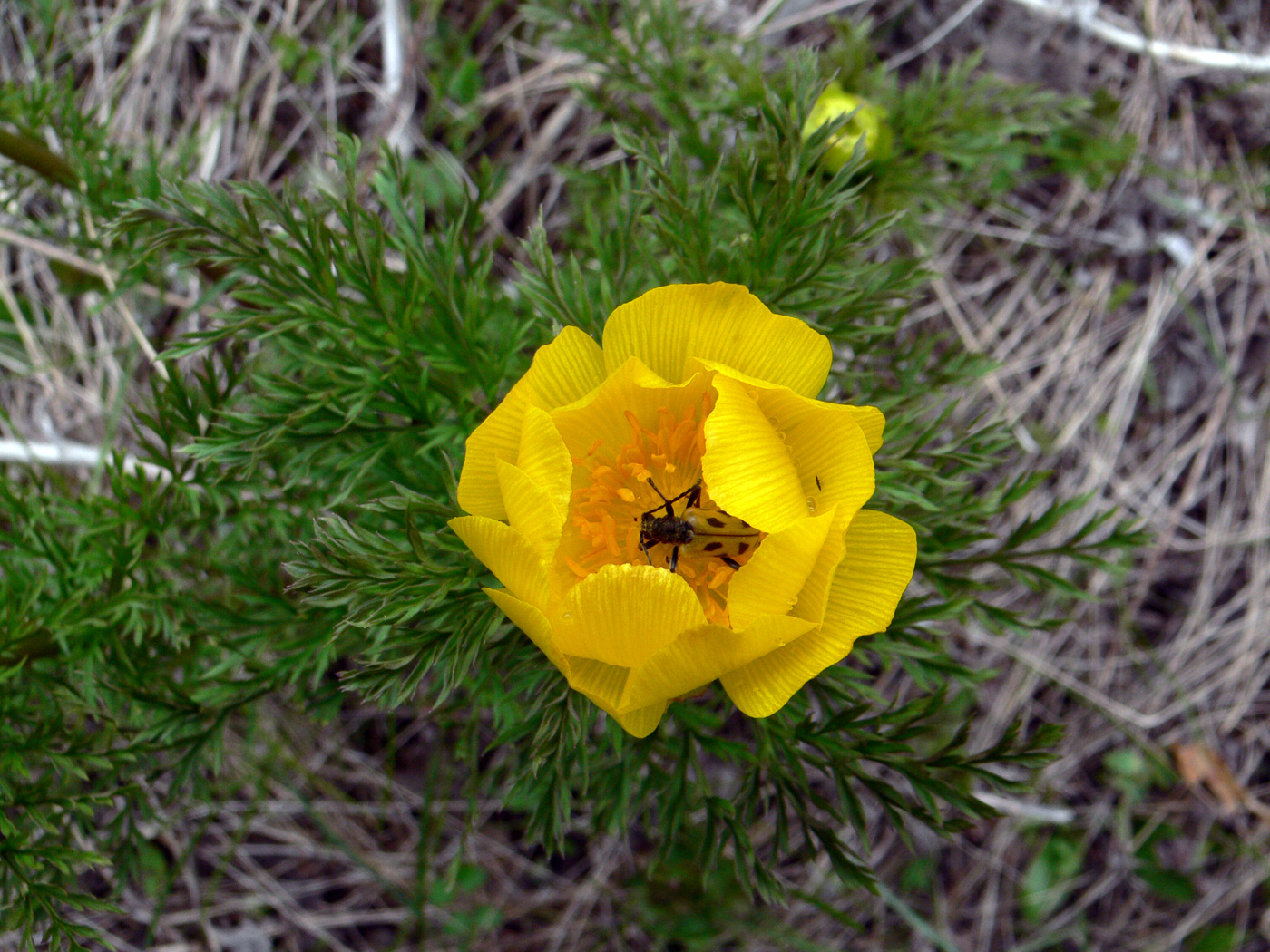 Image of Adonis apennina specimen.