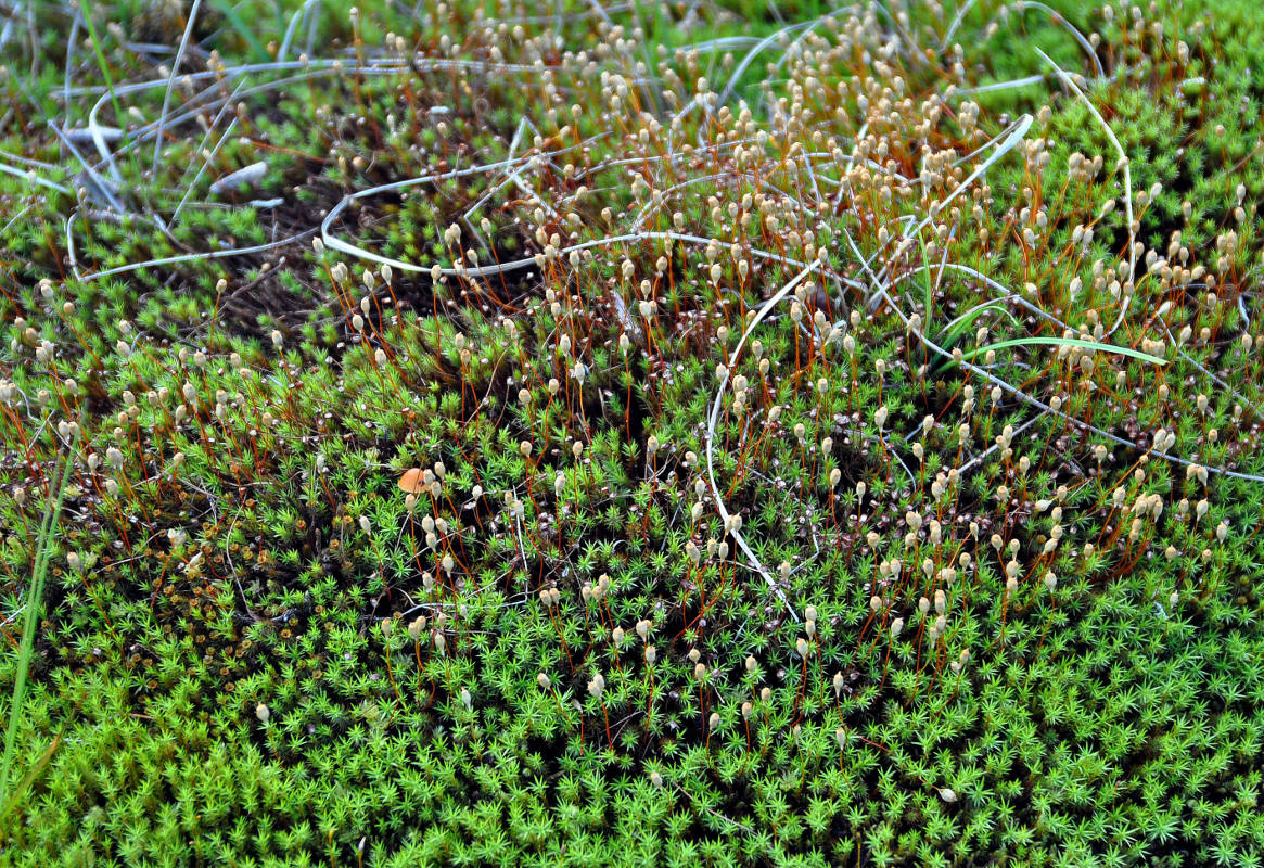 Изображение особи Polytrichum strictum.