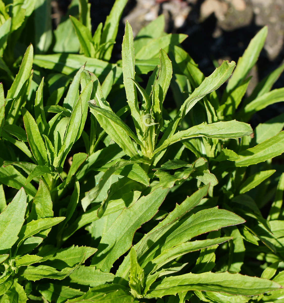 Image of Helenium autumnale specimen.