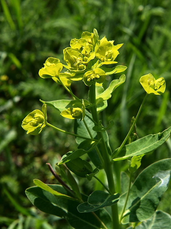 Изображение особи Euphorbia iberica.