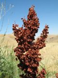 Rumex patientia. Верхняя часть соплодия. Южный Казахстан, Сырдарьинский Каратау, горы Улькунбурултау, ≈ 700 м н.у.м., у солоноватого родника Карабастау. 27 июля 2018 г.