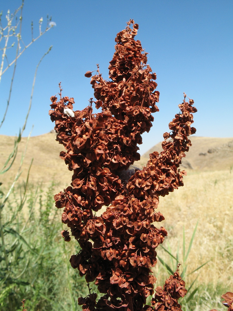 Изображение особи Rumex patientia.