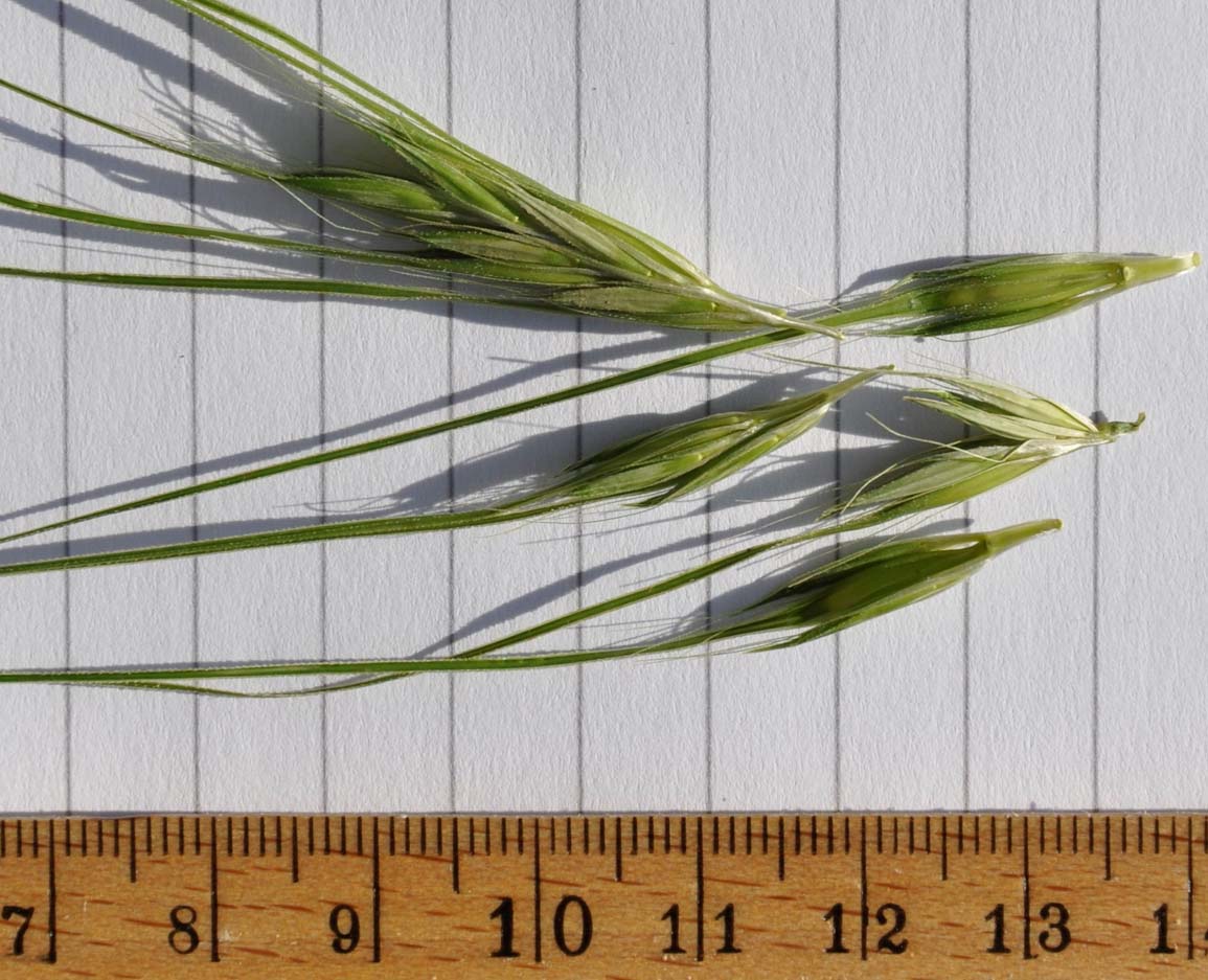 Image of Hordeum spontaneum specimen.