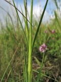 Dianthus commutatus. Узел генеративного побега. Украина, Закарпатская обл., Раховский р-н, окр. с. Квасы, ≈ 600 м н.у.м., сенокосный луг. 29 июня 2010 г.