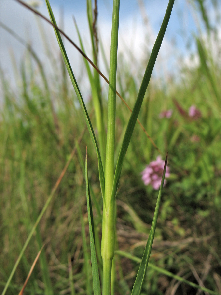 Изображение особи Dianthus commutatus.