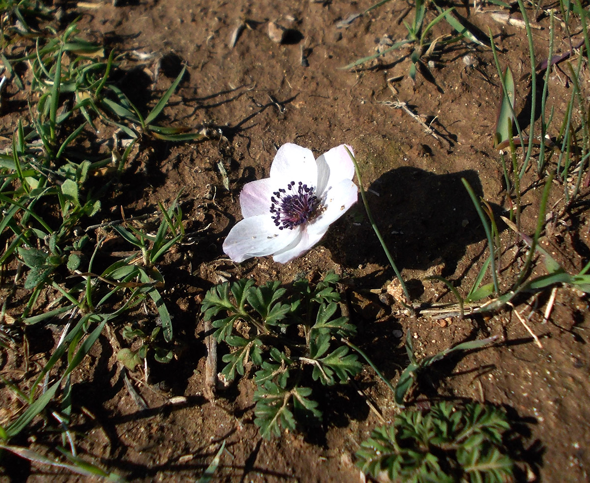 Изображение особи Anemone pavonina.