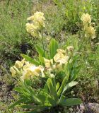 Iris imbricata