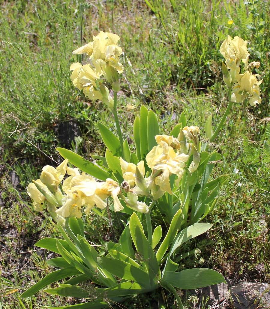 Изображение особи Iris imbricata.