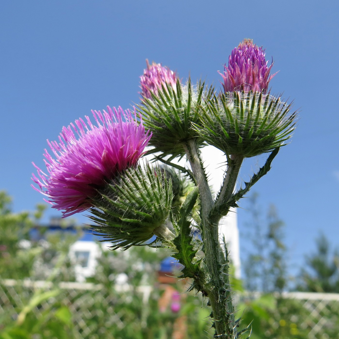 Изображение особи Carduus crispus.