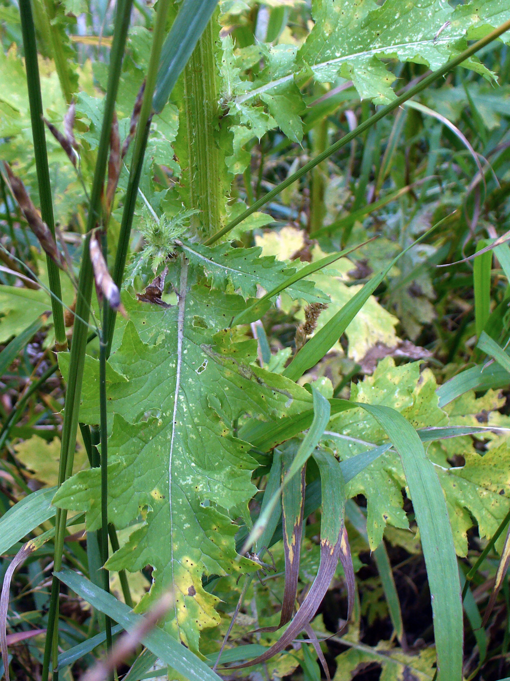 Изображение особи Carduus crispus.