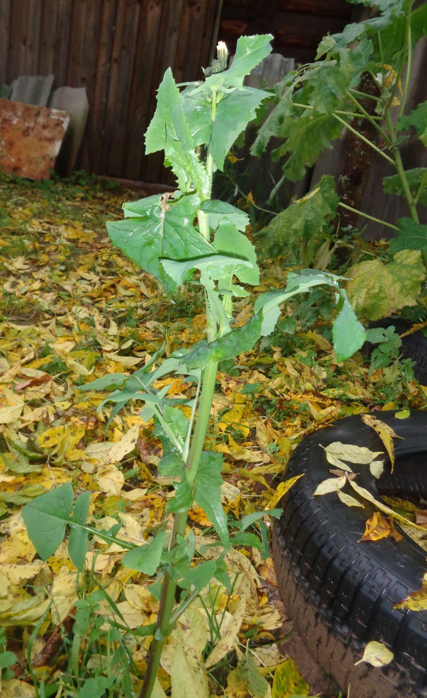 Image of Sonchus oleraceus specimen.