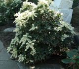 Pieris japonica. Цветущее растение. Крым, Южный Берег, Партенит, парк ЛОК \"Айвазовское\". 30.04.2018.