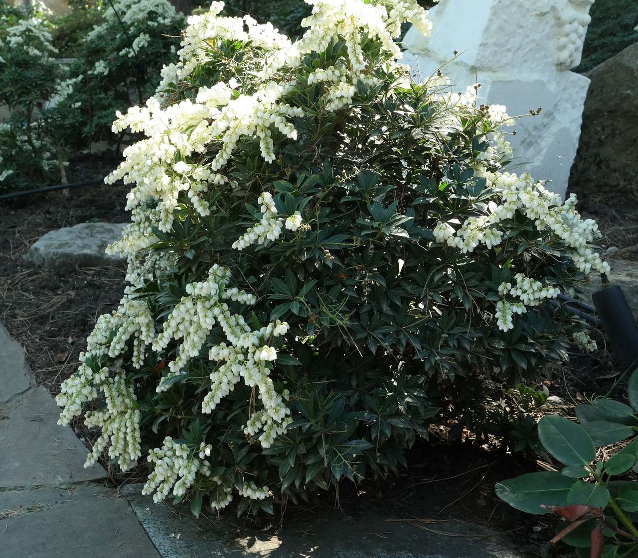 Image of Pieris japonica specimen.