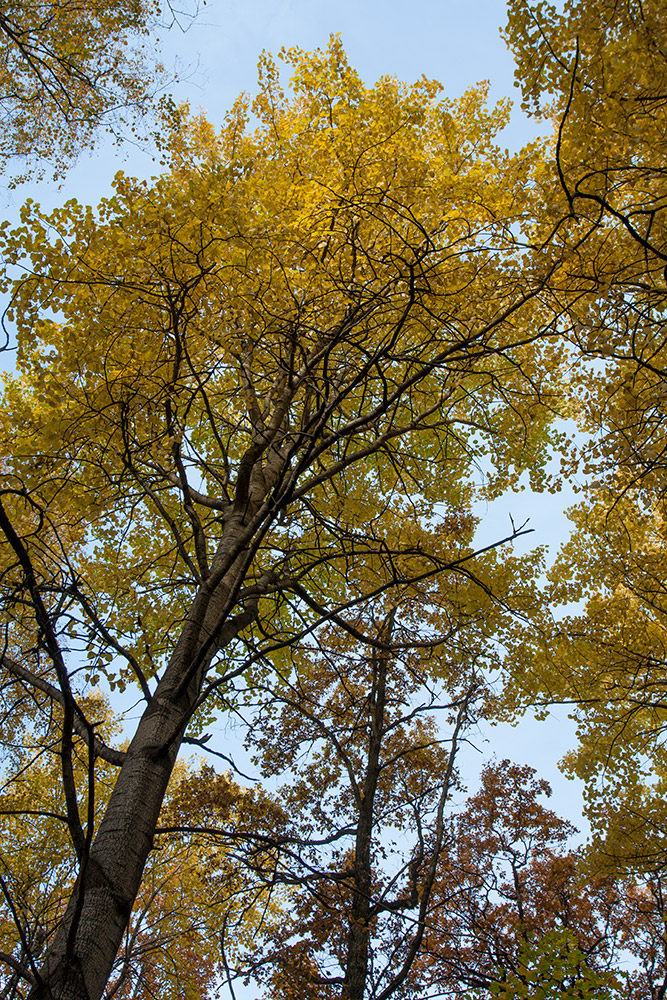 Изображение особи Populus tremula.