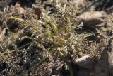 Corydalis ophiocarpa