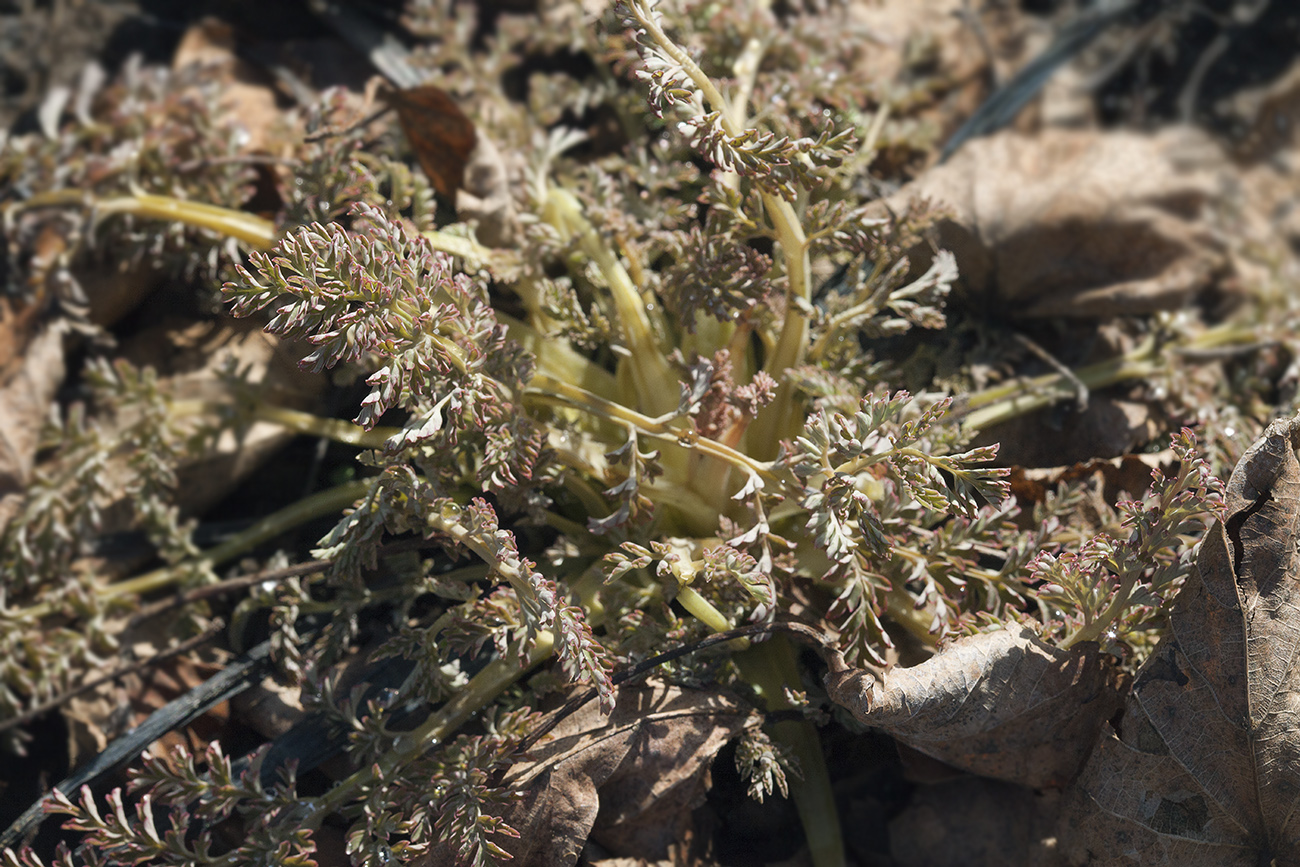 Изображение особи Corydalis ophiocarpa.