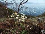 Anemonastrum sibiricum