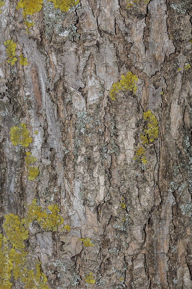 Image of genus Fraxinus specimen.