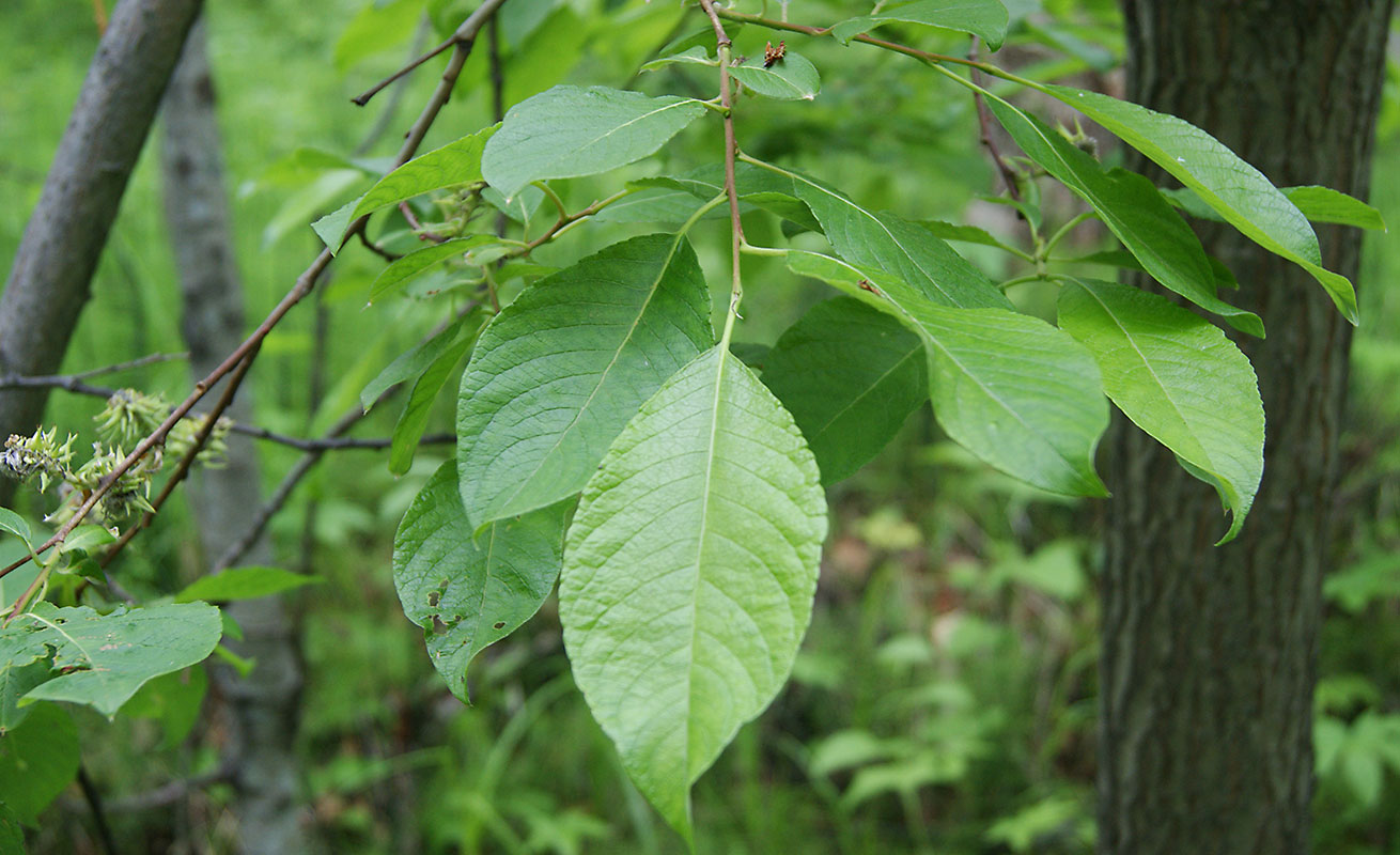 Изображение особи Salix caprea.