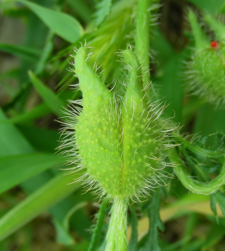 Image of Papaver pavoninum specimen.