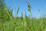 Carex pallescens