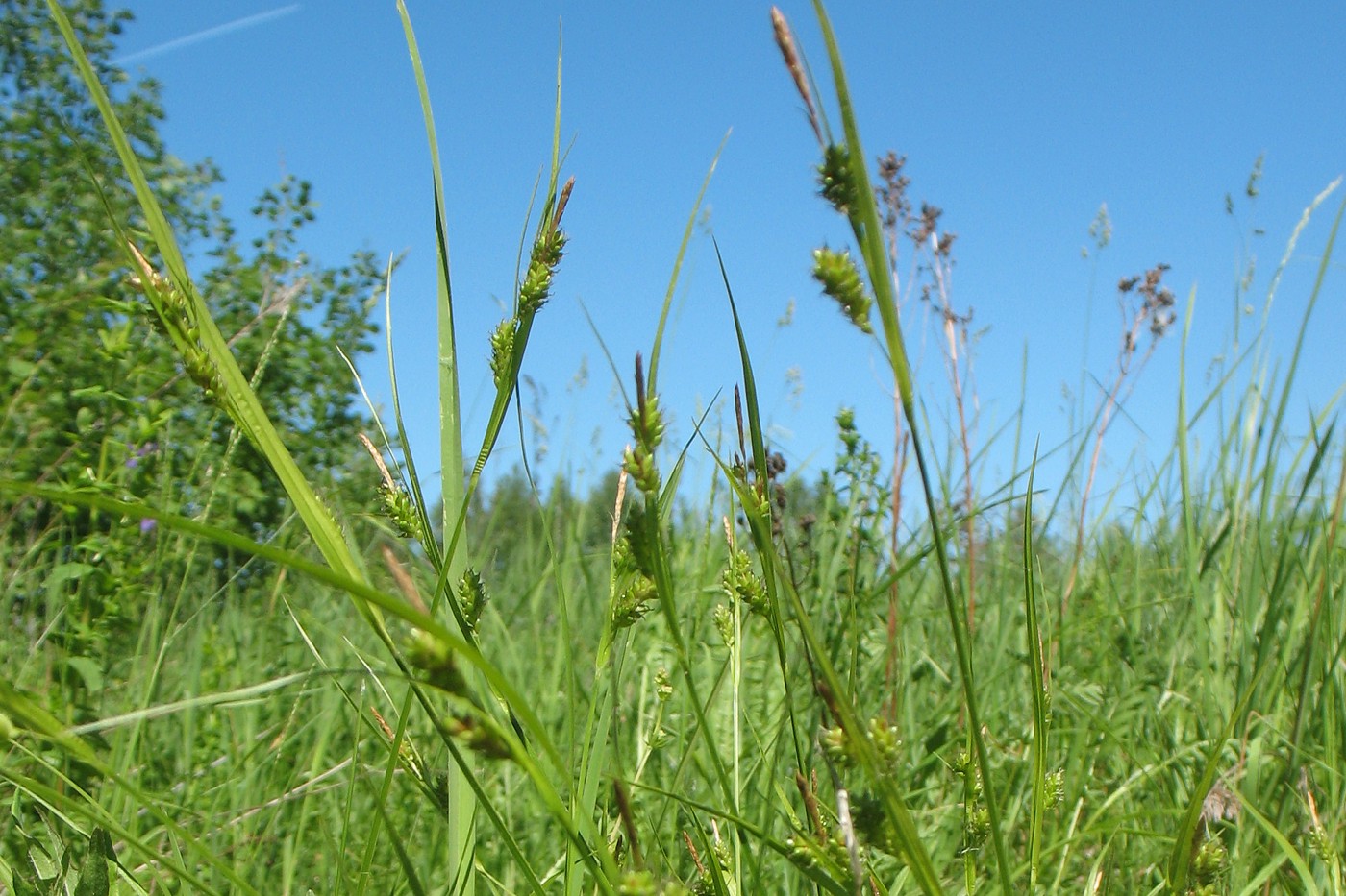 Изображение особи Carex pallescens.