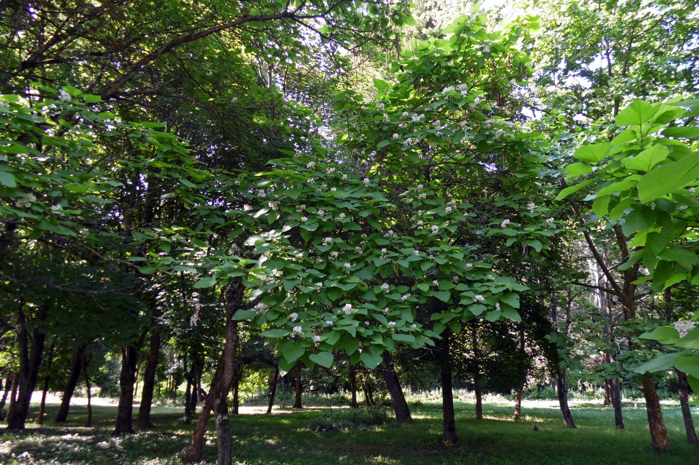 Image of Catalpa bignonioides specimen.