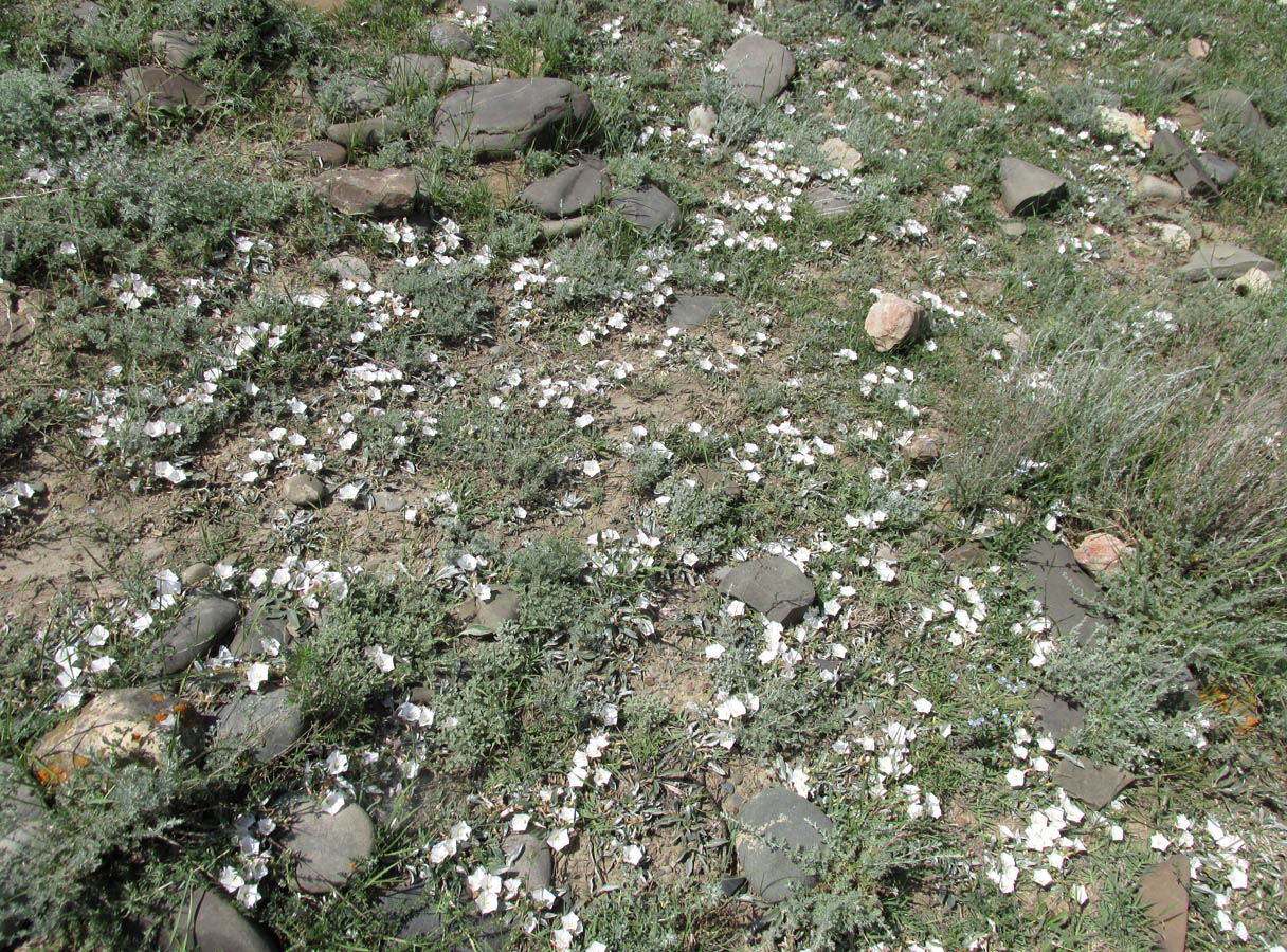 Изображение особи Convolvulus lineatus.