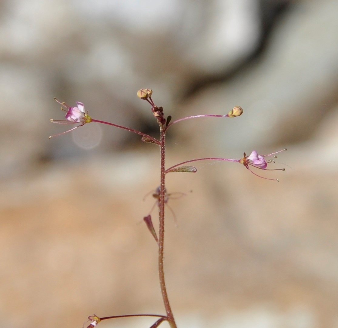 Image of Cleome iberica specimen.