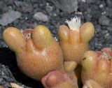 Mesembryanthemum cryptanthum