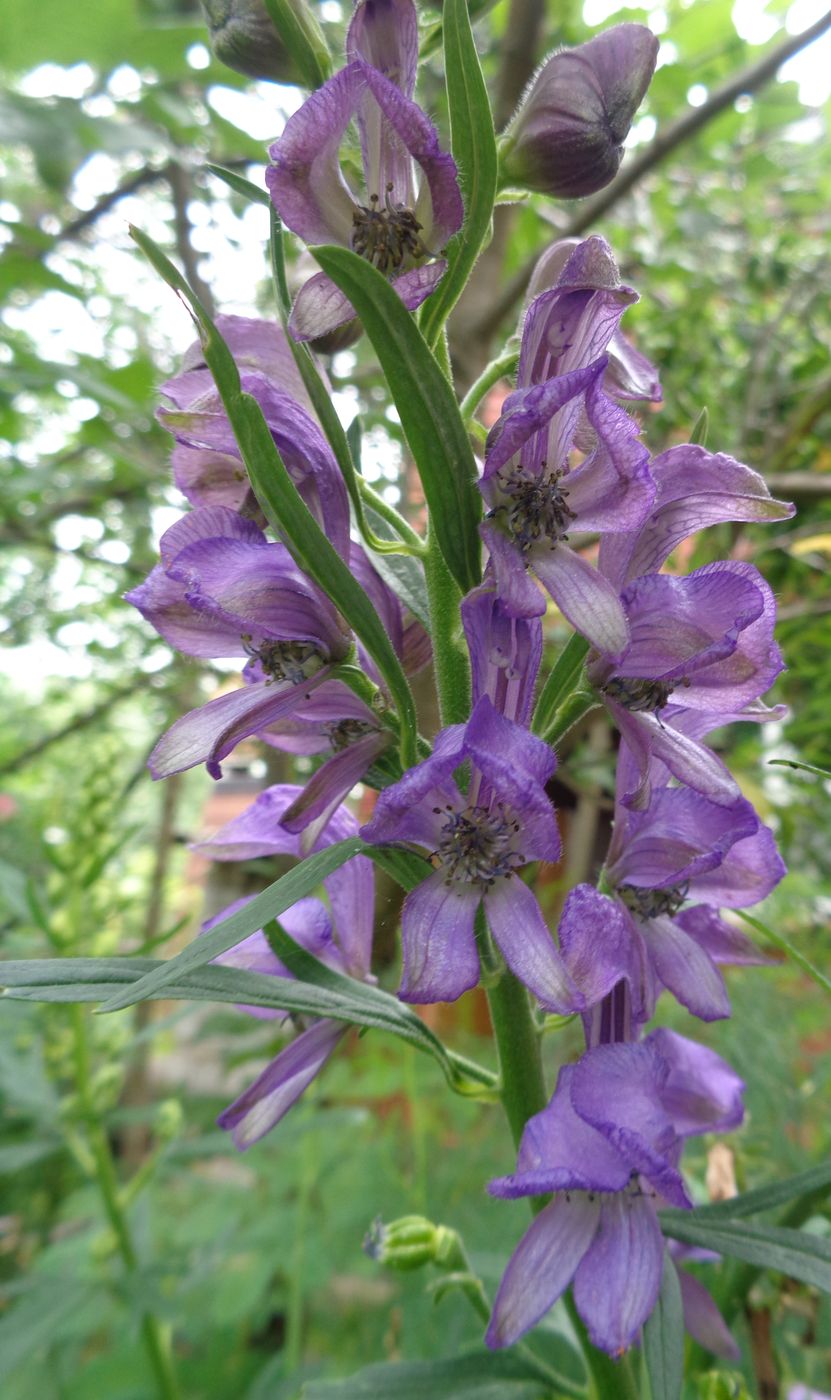 Изображение особи Aconitum napellus.