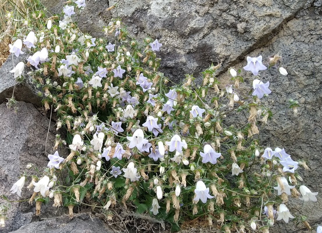 Изображение особи Campanula armena.