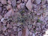 Scariola viminea