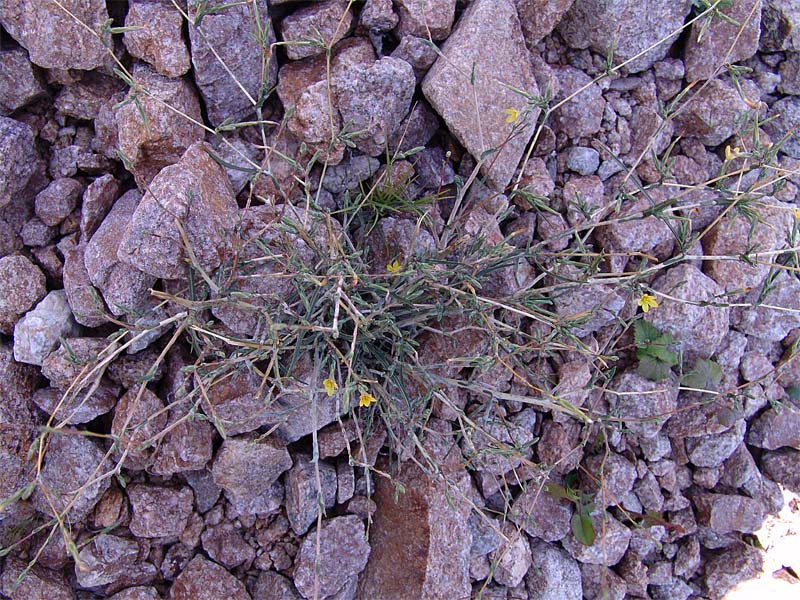 Image of Scariola viminea specimen.