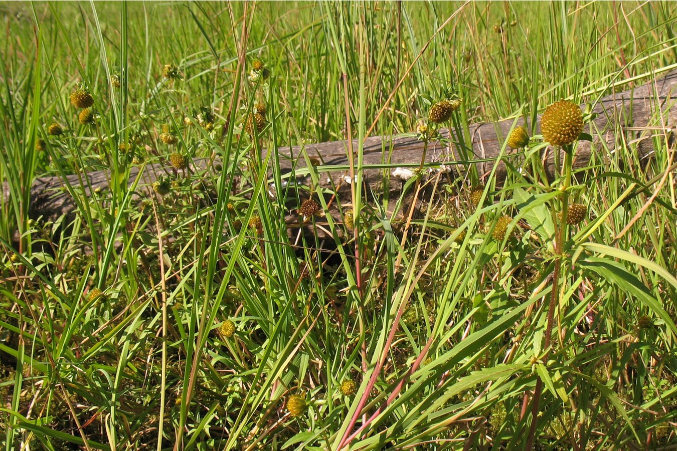 Image of Bidens cernua specimen.