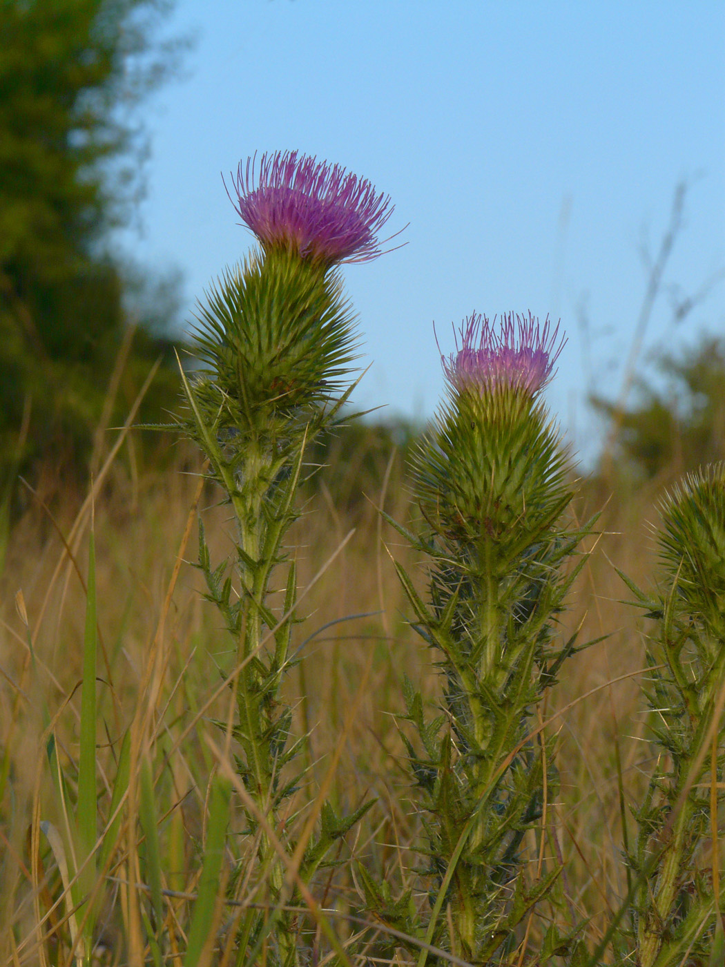 Image of Cirsium vulgare specimen.