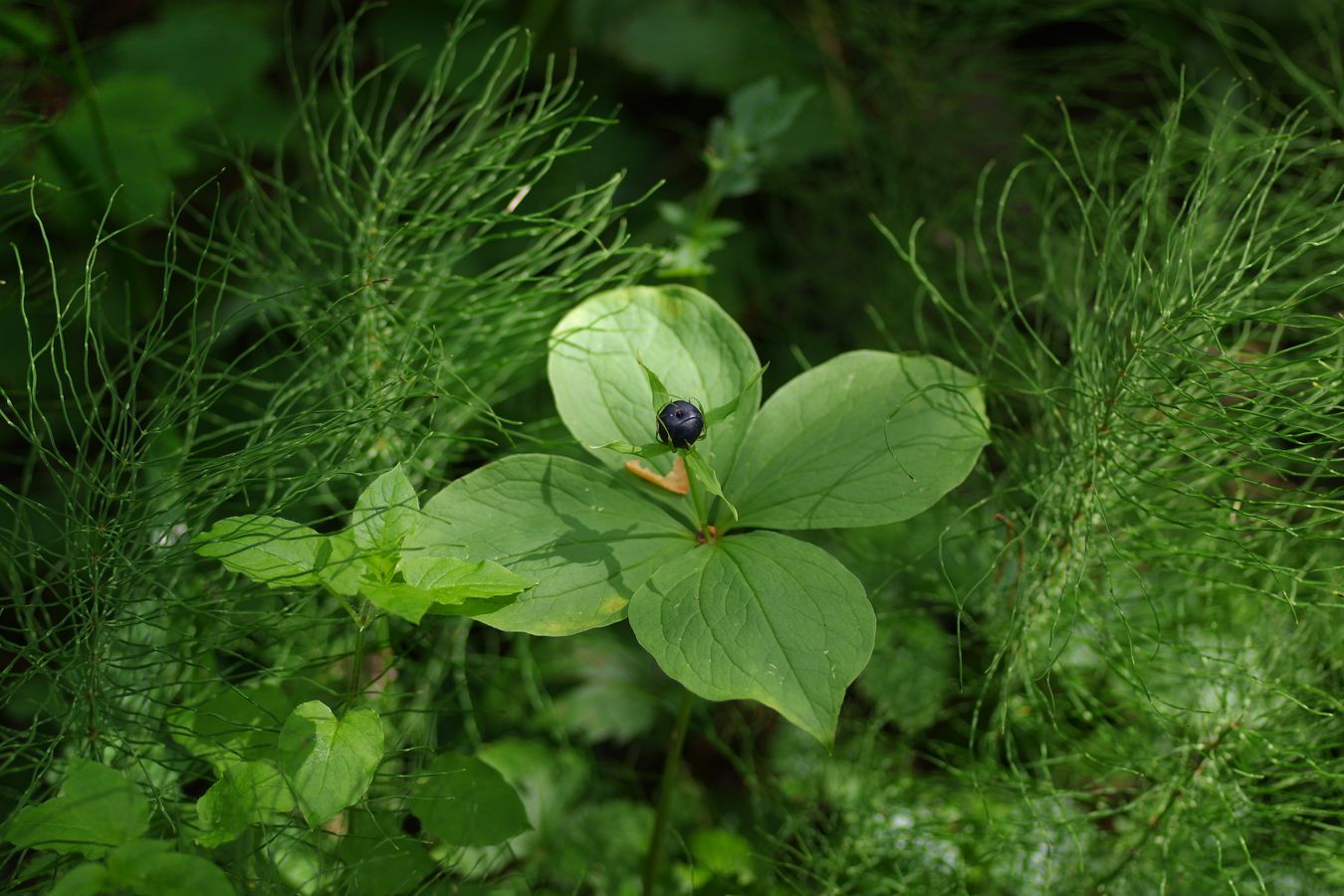 Изображение особи Paris quadrifolia.