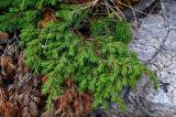 Juniperus sibirica. Верхушка ветви. Челябинская обл., Саткинский р-н, хребет Зюраткуль, ≈ 1100 м н.у.м., скалистый склон. 31.07.2019.