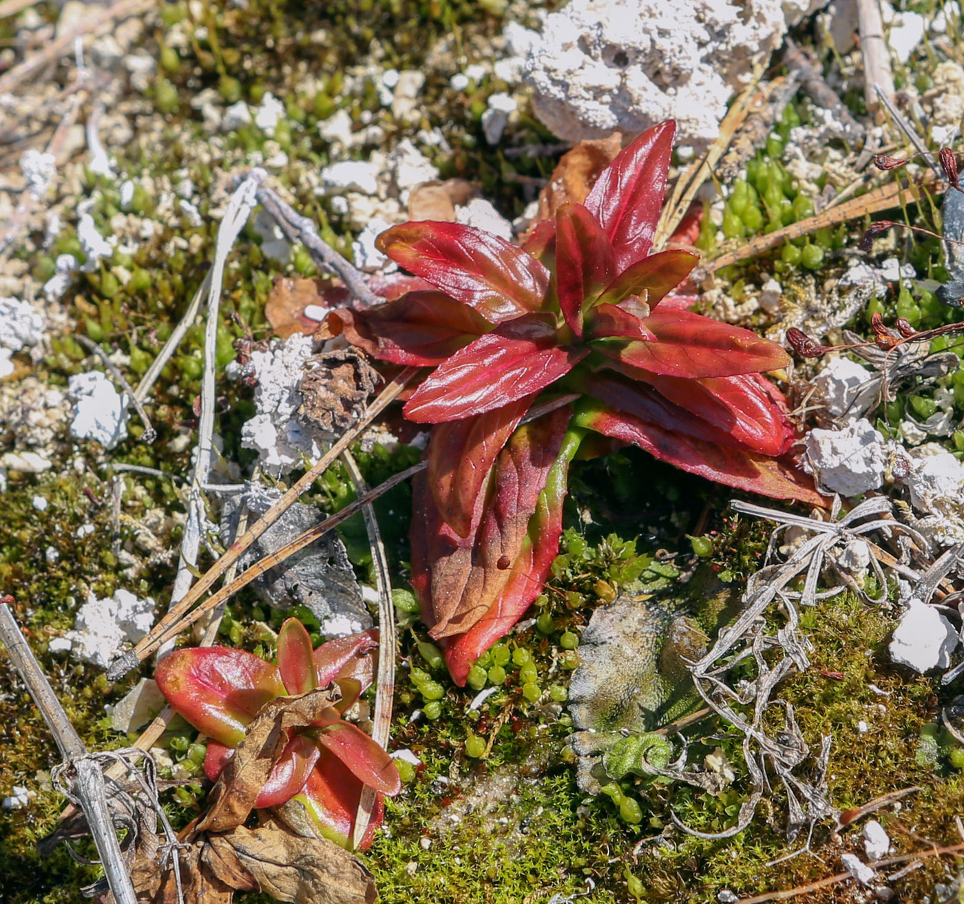 Image of genus Epilobium specimen.