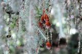 Larix kaempferi