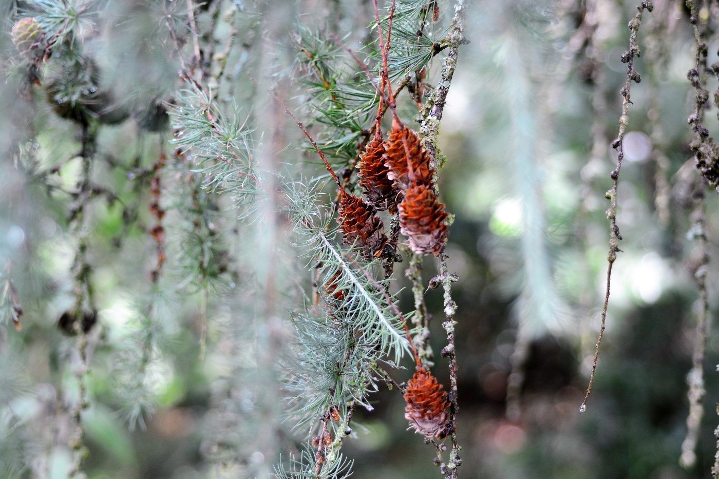 Image of Larix kaempferi specimen.