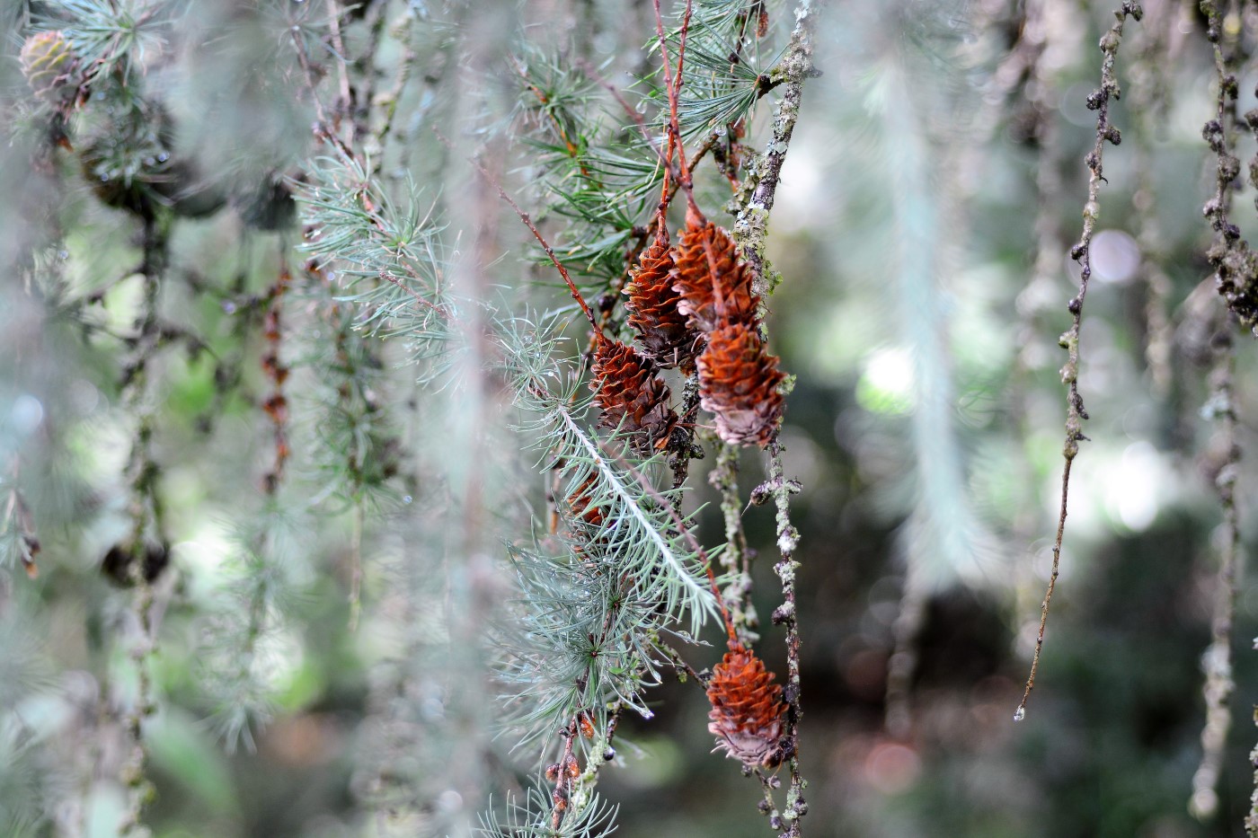 Изображение особи Larix kaempferi.