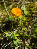 Trollius asiaticus. Цветок. Среднесибирское плоскогорье, плато Путорана, дол. р. Курейка, пойма реки. 27.06.2017.