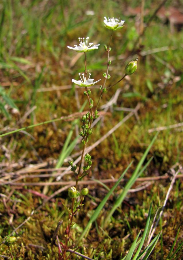 Image of Sagina nodosa specimen.