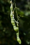 Laburnum anagyroides