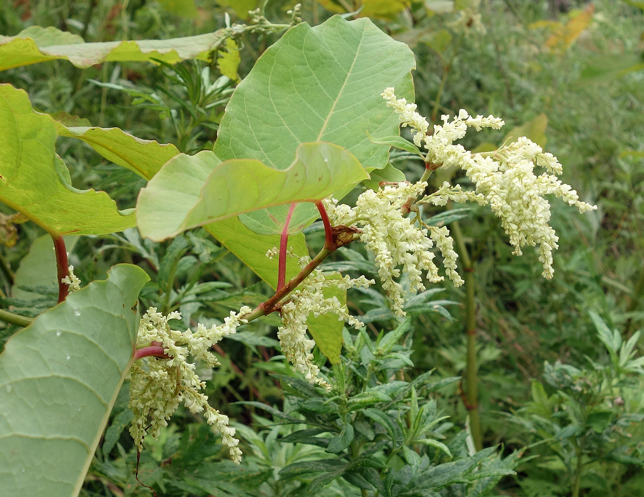 Изображение особи Reynoutria sachalinensis.