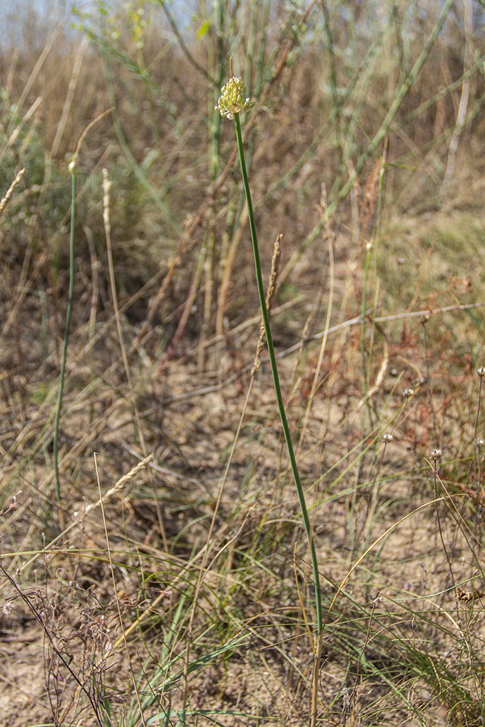 Image of Allium savranicum specimen.