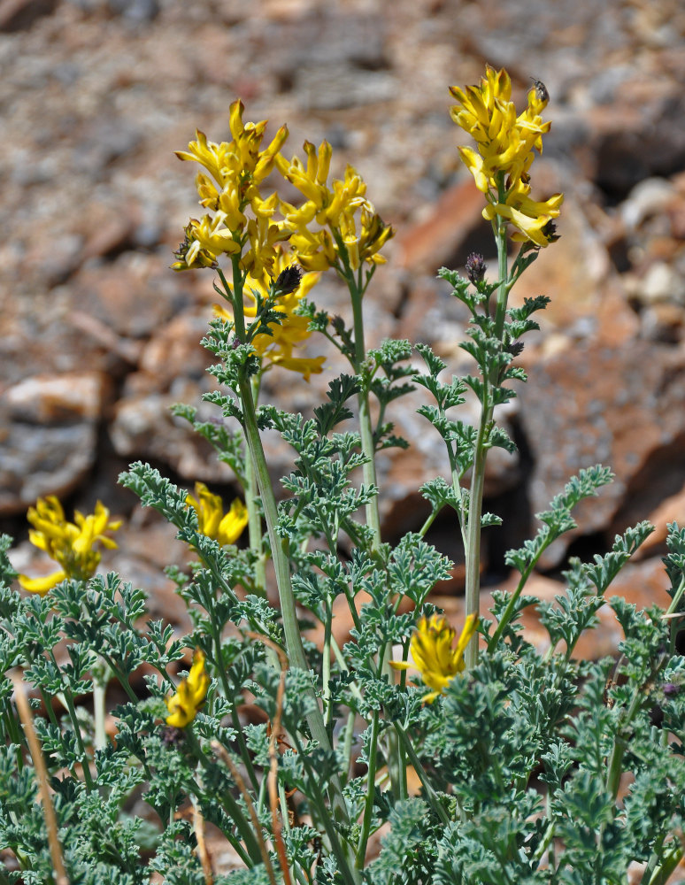 Изображение особи Corydalis stricta.