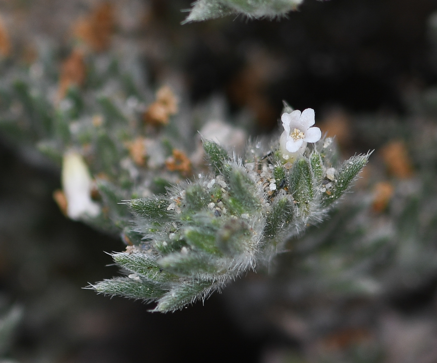 Image of Tiquilia paronychioides specimen.